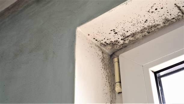 Best Crawl Space Mold Remediation  in Churchill, MT