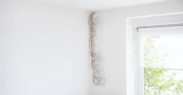 Best Post-Construction Mold Inspection  in Churchill, MT