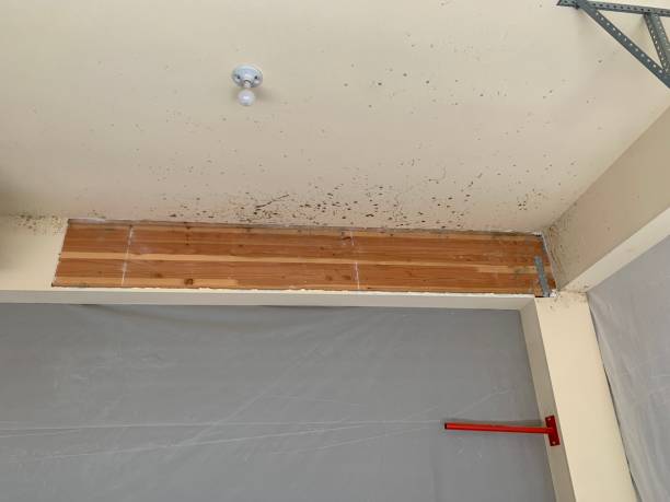 Best Dehumidification Services  in Churchill, MT