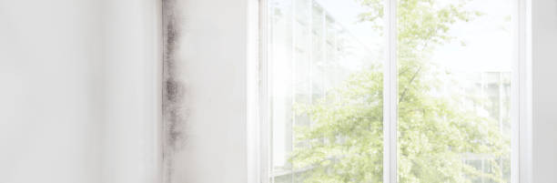 Best Water Damage & Mold Remediation  in Churchill, MT