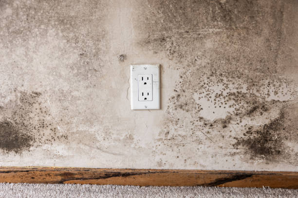 Best Water Damage & Mold Remediation  in Churchill, MT