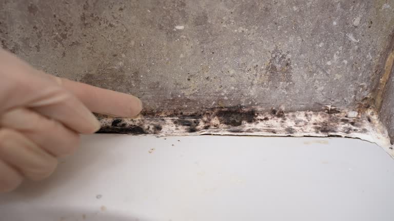 Mold Documentation for Insurance Claims in Churchill, MT