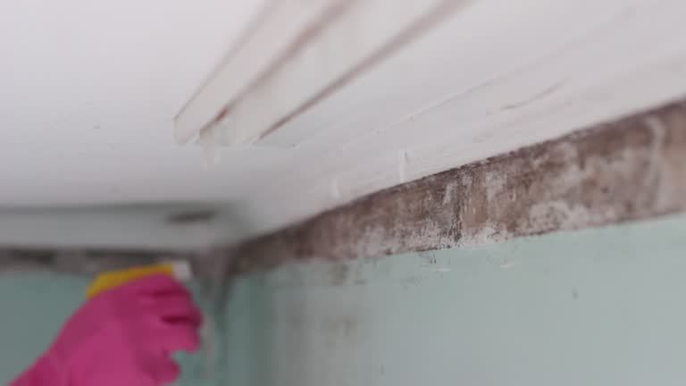 Professional Mold Removal in Churchill, MT