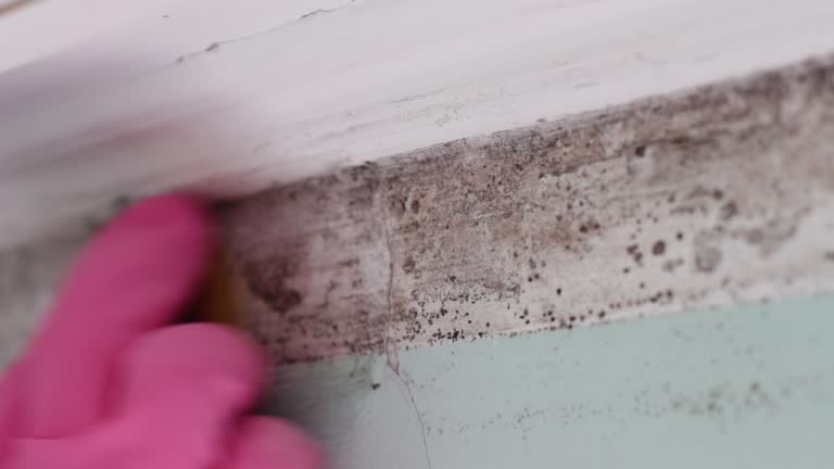 Best Commercial Mold Inspection  in Churchill, MT
